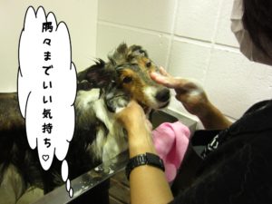 シャンプー中シェルティー