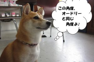 斜め45度柴犬