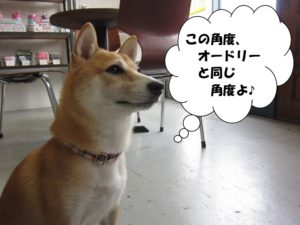 斜め45度柴犬