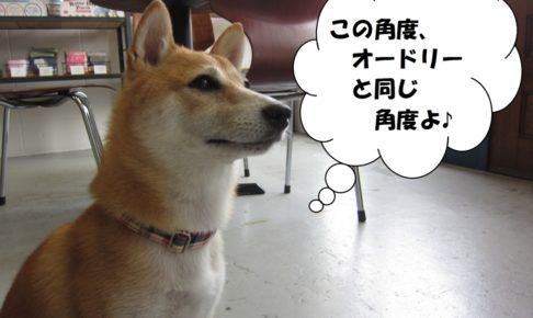 斜め45度柴犬
