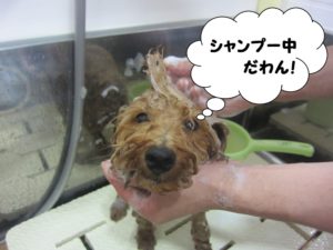シャンプー中トイプードル