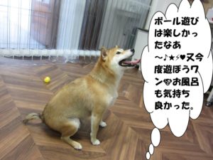 施術後柴犬