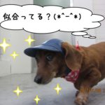 お散歩ミニチュアダックス