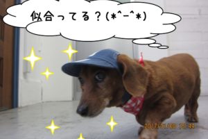 お散歩ミニチュアダックス