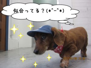 お散歩ミニチュアダックス