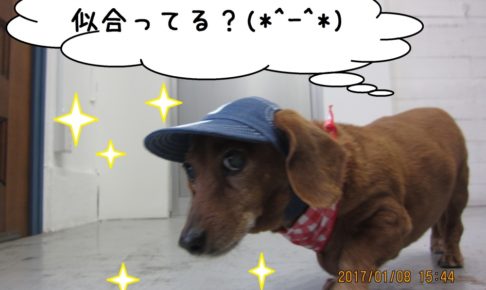 お散歩ミニチュアダックス