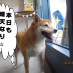 晴天柴犬