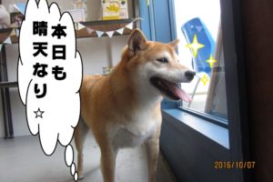 晴天柴犬