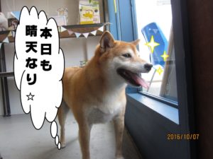 晴天柴犬