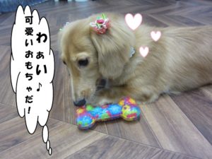 施術後ミニチュアダックス