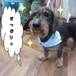 おすましミニチュアダックス