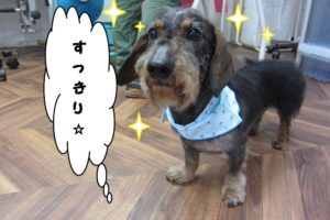 おすましミニチュアダックス