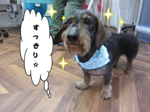 おすましミニチュアダックス