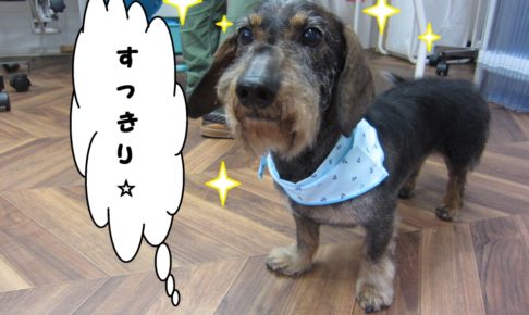 おすましミニチュアダックス