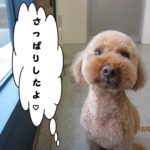 おすましトイプードル