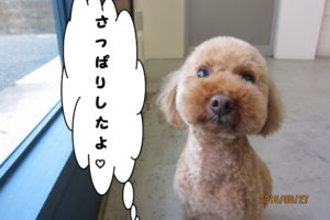 おすましトイプードル