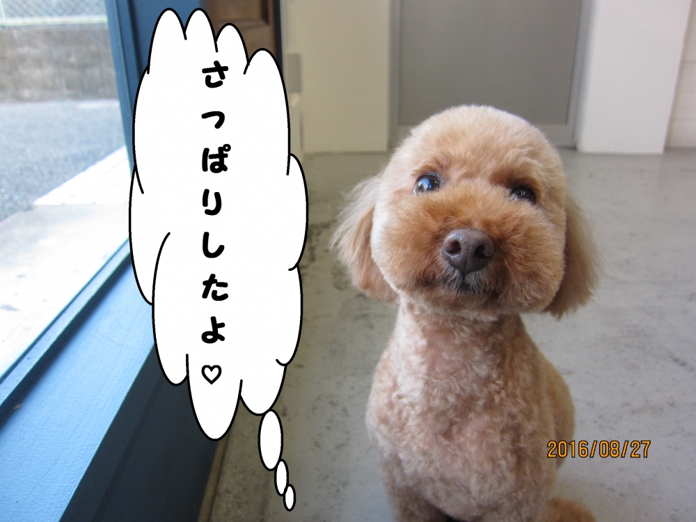 おすましトイプードル