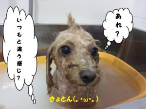 スパ中トイプードル