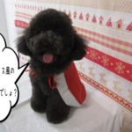 サンタさんトイプードル