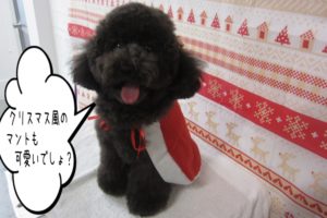 サンタさんトイプードル