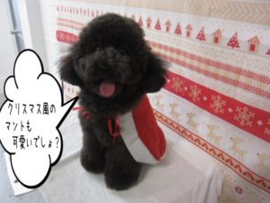 サンタさんトイプードル