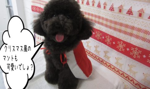 サンタさんトイプードル