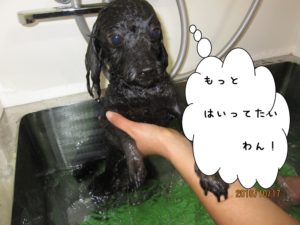 スパ中トイプードル