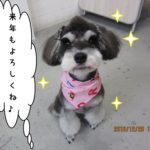 おすわりMシュナ