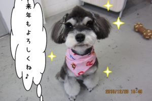 おすわりMシュナ