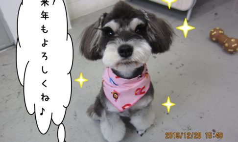 おすわりMシュナ