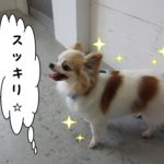 すっきりチワワ