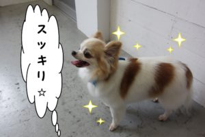 すっきりチワワ