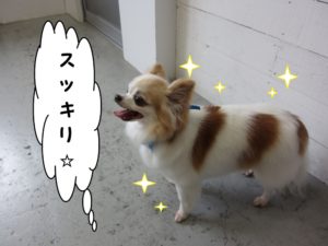 すっきりチワワ