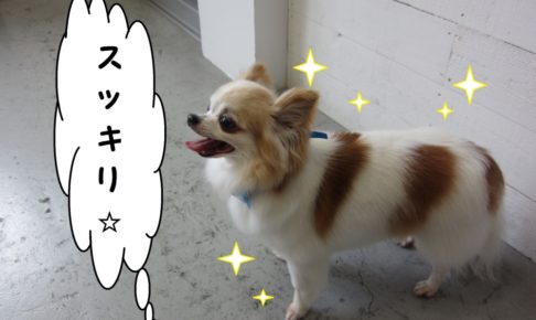 すっきりチワワ