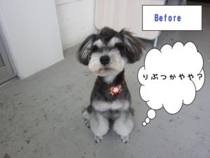 カット前ミニチュアシュナウザー