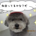 おすまし顔アップトイプードル