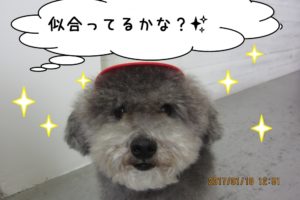 おすまし顔アップトイプードル