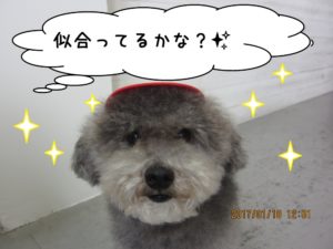 おすまし顔アップトイプードル