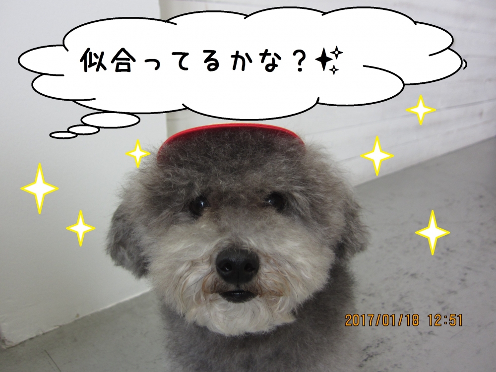 おすまし顔アップトイプードル