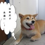 くつろぎ柴犬