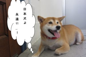くつろぎ柴犬