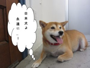 くつろぎ柴犬