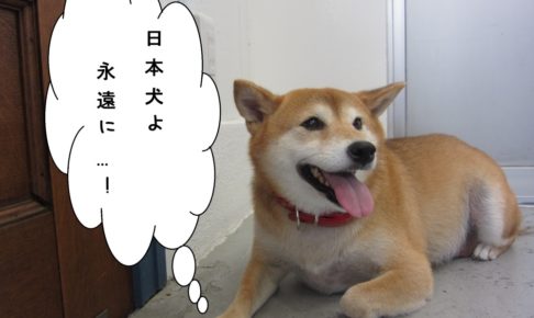 くつろぎ柴犬