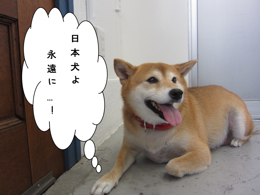 くつろぎ柴犬