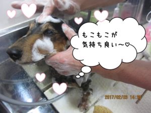 シャンプー中ミニチュアダックス