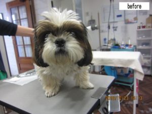 カット前シーズー