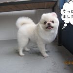 まんまるポメラニアン