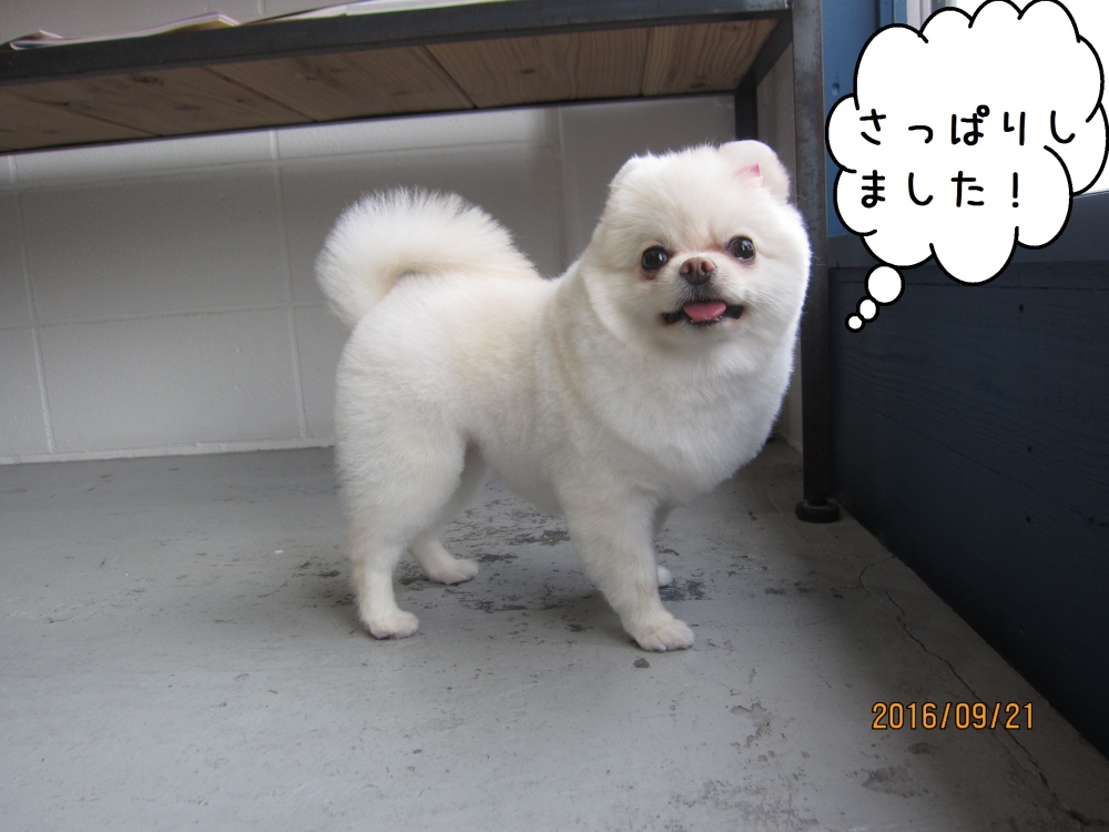 まんまるポメラニアン