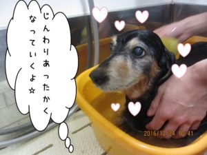 スパ中ミニチュアダックス