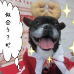 トナカイさんミックス